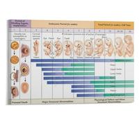 Embryo To Fetus Poster Birth Education Nursery Decor