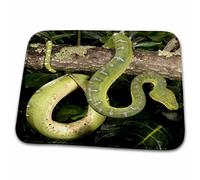 Emerald Tree Boa Snake - Joe And Mary Ann Mcdonald Snakes Tappeto Da Bagno Antiscivolo Zerbino Asciugapassi Lavabile In Lavatrice Tappeto Entrata Per Cucina Esterno Interno 40X60 Cm