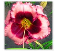 Emerocallide. Perenni resistenti per un giardino colorato, Bulbi perenni resistenti-8bulbi-E