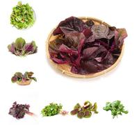 emille di mais facile coltivazione per luoghi soleggiati Serie di rare montagna estate 200pcs