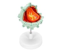 Eminchu Modello di Cella di Ausilio, Display Didattico in PVC Girevole e | Modello di Cellula Virale, Materiale in PVC, Base Staccabile, Educazione Scientifica, Apprendimento degli Studenti, Display