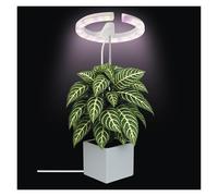 EMOS - Lampada a LED per piante d'appartamento e piante grasse - Lampada rotonda per orchidee con timer, regolabile in altezza - Luminosità 300lm - Cavo di ricarica USB-A da 1,7 m senza alimentatore