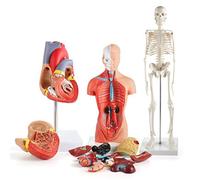 Emoshayoga Kit Modello Corpo Umano, Set Modello Anatomico Staccabile, Anatomico, Torso 26 Cm, Cuore Scheletro 45 Cm per L'insegnamento