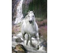 Empire 534 781 Bob Langrish - White Horse Animali Animali Cavallo Maxi Poster - Formato 61 x 91.5 cm