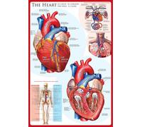 Empire 536.280 educativi - Istruzione Cuore - The Education Cuore Poster - Maxi Poster Versione in Lingua Inglese - Dimensioni 61 x 91.5 cm