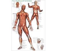 Empire Interactive - Poster educativo, Soggetto: Sistema Muscolare nell'uomo, con Articolo in Omaggio Multicolore