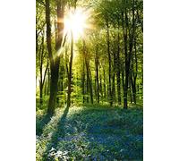 Empire Interactive, Poster, Motivo: Bosco con campanule, Multicolore (Mehrfarbig), 61 x 91,5 cm