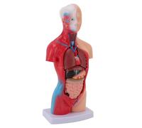 EMUKOEP Modello Interattivo del Corpo Umano Strumenti di Studio di Fisiologia di Anatomia Realistica per Studenti di Medicina Materiale in PVC da 15 Pezzi