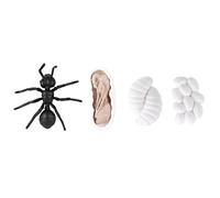 EMUKOEP Set di Giocattoli Interattivi per il Ciclo di Vita di Formiche e Zanzare, Figure Educative Sul Ciclo di Crescita degli Insetti per Bambini, 4 Modelli (M4183 Formica (50,5 g))