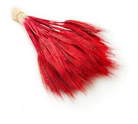 Enchanted Erba decorativa triticale essiccata erba decorativa naturale rossa