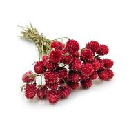 Enchanted Fiori secchi di Gomphrena Globosa, 35 cm, amaranto sferico, per decorazione fai da te e mazzo secco, rosso