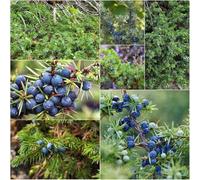 enebrosemi - semi decorativi semi di banchi elevati per balcone perenni resistenti e 100pz