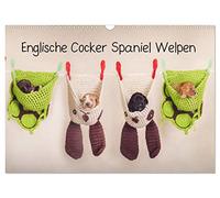 Englische Cocker Spaniel Welpen (Wandkalender 2026 DIN A3 quer), CALVENDO Monatskalender: Monatskalender mit Cocker Babys