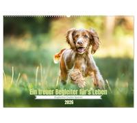 Englischer Cocker Spaniel (Wandkalender 2026 DIN A2 quer), CALVENDO Monatskalender: Eine wundervolle Hunderasse, ein treuer Begleiter im Leben.