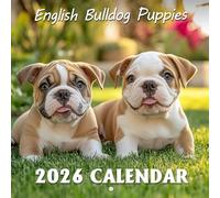 English Bulldog Puppies Calendar 2026: Sweet beginnings and lovable wrinkles marking each month