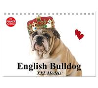 English Bulldog XXL Models (Tischkalender 2026 DIN A5 quer), CALVENDO Monatskalender: Starke Bulldoggen Models in "High Fashion"!