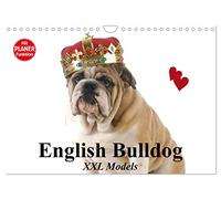 English Bulldog XXL Models (Wandkalender 2026 DIN A4 quer), CALVENDO Monatskalender: Starke Bulldoggen Models in "High Fashion"!