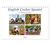 English Cocker Spaniel - Fröhliche Gesellen (Tischkalender 2026 DIN A5 quer), CALVENDO Monatskalender: Immer lächelnde English Cocker Spaniel