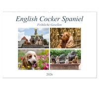 English Cocker Spaniel - Fröhliche Gesellen (Wandkalender 2026 DIN A2 quer), CALVENDO Monatskalender: Immer lächelnde English Cocker Spaniel