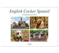English Cocker Spaniel - Fröhliche Gesellen (Wandkalender 2026 DIN A3 quer), CALVENDO Monatskalender: Immer lächelnde English Cocker Spaniel