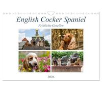 English Cocker Spaniel - Fröhliche Gesellen (Wandkalender 2026 DIN A4 quer), CALVENDO Monatskalender: Immer lächelnde English Cocker Spaniel