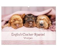 English Cocker Spaniel Welpen (Wandkalender 2026 DIN A2 quer), CALVENDO Monatskalender: Monatskalender, Jahreskalender, Geburtstagskalender