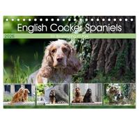 English Cocker Spaniels - Ein Spaziergang im Park (Tischkalender 2026 DIN A5 quer), CALVENDO Monatskalender: English Cocker Spaniel im Park auf der Mathildenhöhe