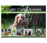 English Cocker Spaniels - Ein Spaziergang im Park (Wandkalender 2026 DIN A2 quer), CALVENDO Monatskalender: English Cocker Spaniel im Park auf der Mathildenhöhe