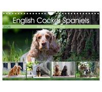 English Cocker Spaniels - Ein Spaziergang im Park (Wandkalender 2026 DIN A4 quer), CALVENDO Monatskalender: English Cocker Spaniel im Park auf der Mathildenhöhe