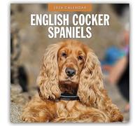 English Cocker Spaniels - Englisch Cocker Spaniel 2026 - 16-Monatskalender: Original Red Robin Publishing Ltd-Kalender [Mehrsprachig] [Kalender]
