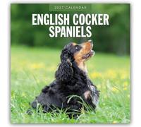English Cocker Spaniels - Englisch Cocker Spaniel 2027 - 16-Monatskalender: Original Red Robin Publishing Ltd-Kalender [Mehrsprachig] [Kalender]