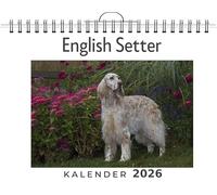 English Setter: (Wandkalender 2026, Kalender DIN A4 quer, Monatskalender im Querformat mit Kalendarium, das perfekte Geschenk)