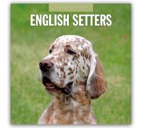 English Setters - Englisch Setter 2026 - 16-Monatskalender: Original Red Robin Publishing Ltd-Kalender [Mehrsprachig] [Kalender]