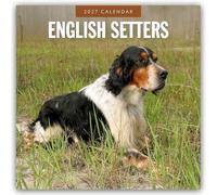 English Setters - Englisch Setter 2027 - 16-Monatskalender: Original Red Robin Publishing Ltd-Kalender [Mehrsprachig] [Kalender]
