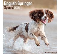 English Springer Spaniel 2026 Calendar | Square Wall Calendar | Dog Breed Gift | Plastic Free Packaging | by Avonside Publishing