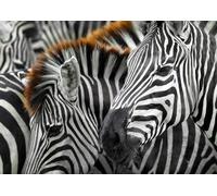 Enjoy - Puzzle Zebre - 1000 Pezzi