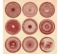 ENSEMBLE NIST-NAH - SPILLA