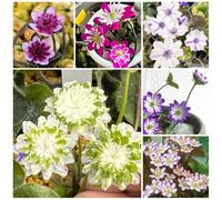 Epatica (Hepatica nobilis),Aiule rialzate per il giardino,piantedecorative pianteda appartamento,meravigliosamente vivaci con propagazione 250Seme