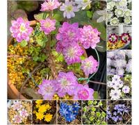 epatica - semi perenni resistenti che coprono il suolo semi di esotiche primaverili resistenti da per 400pcs