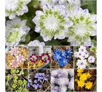 epatica - semi semi di giardino giardino perenne resistente che copre il suolo selvatico 550pcs