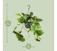 Epipremnum Aureum Mosstok - Ø15cm - Altezza 60cm - Pratico Pianta da Camera