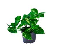 Epipremnum Aureum Mosstok - Pratico Pianta da Camera - Ø15cm - Altezza 60cm -