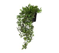 Epipremnum Climb - Piante artificiali Verde