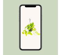 Epipremnum Golden Pothos - Scindapsus Pianta Im Pentola Ø15 CM,Altezza 25 CM -