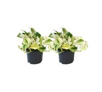 Epipremnum Happy Foglia - 2 Pezzi - Ø12cm - Pianta da Camera Con Perforature