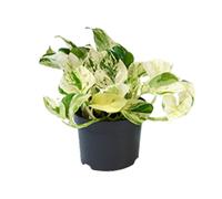 Epipremnum Happy Foglia - Scindapsus' Marmo Queen' - Pratico Geldpflanze