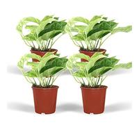Epipremnum Marble Queen - Scindapsus | 4 pezzi - 15cm - Ø12cm - Pianta d'appartamento - Sempreverde - Multideal