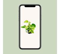 Epipremnum Marmo Queen - D'Oro Edera - Scindapsus - Pratico Pianta Ø12