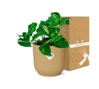 Epipremnum Pinnatum 'Aureum' - D'Oro Edera IN Elho Vibes Fold 14cm Vaso, Giallo