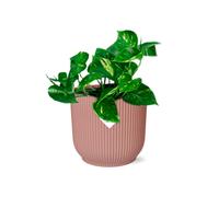 Epipremnum Pinnatum' Aureum’ IN Elho Vibes Fold 14cm Roze